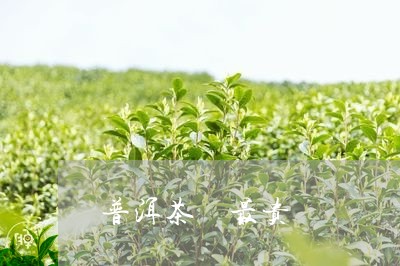 普洱茶 最贵/2023042960539